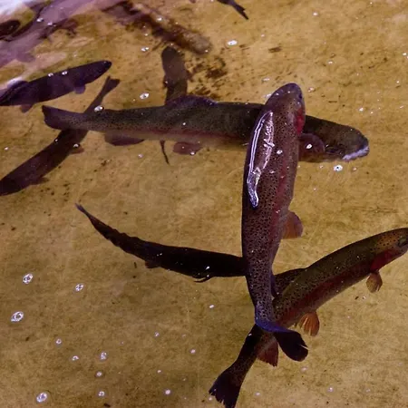 斯奔雷德酒店 2*